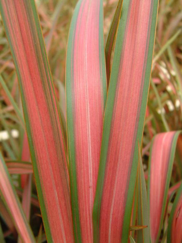 Phormium 'Jester'