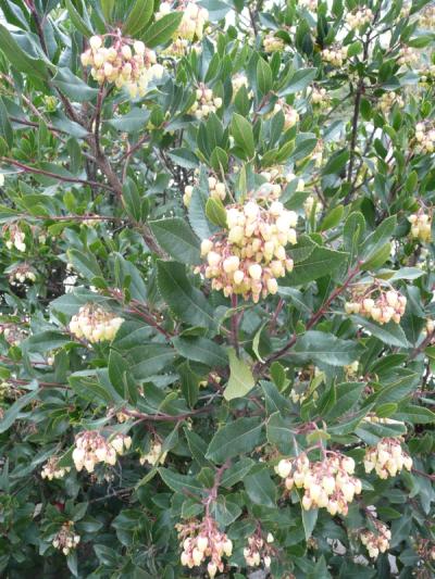 Arbutus unedo