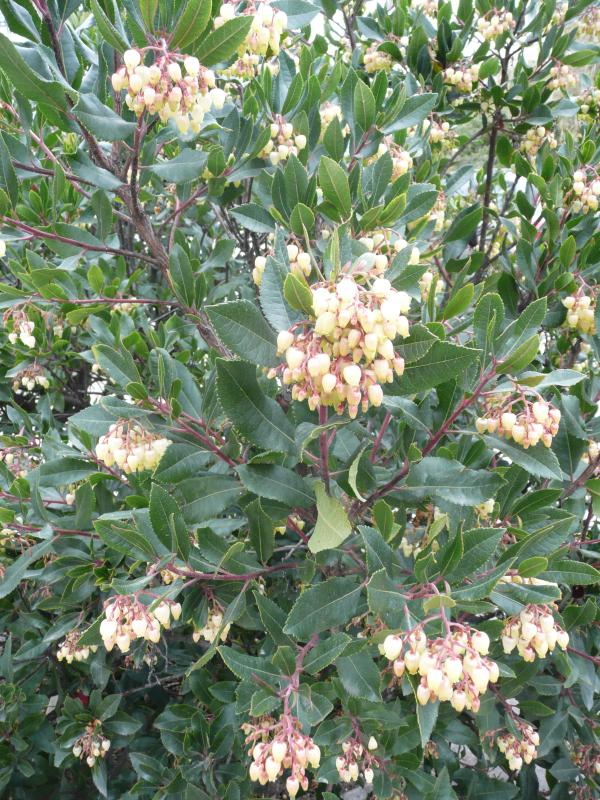 Arbutus unedo