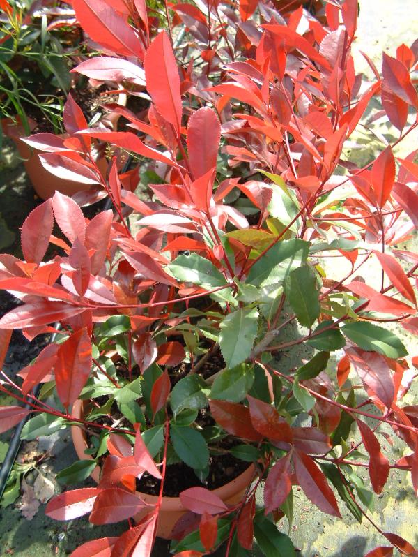 Photinia x fraseri 'Red Robin'