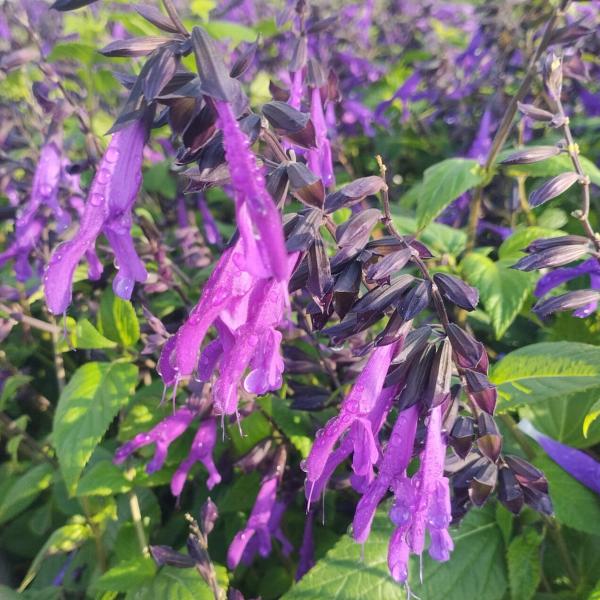 Salvia 'Amistad'