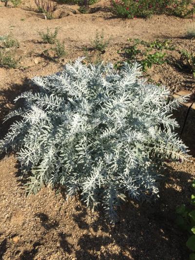 Centaurea cineraria (C. pulcherrima)