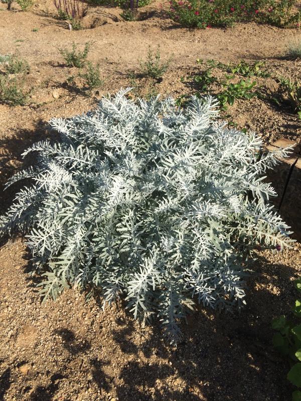 Centaurea cineraria (C. pulcherrima)