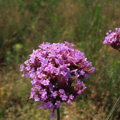 Verbena bonariensis