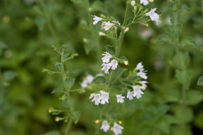 Calamintha nepeta subsp. glandulosa 'White Cloud'