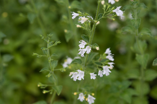 Calamintha nepeta subsp. glandulosa 'White Cloud'