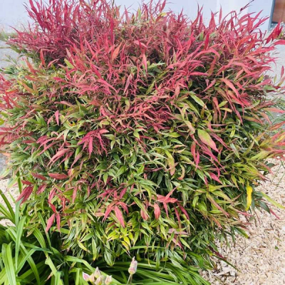 Nandina domestica 'Gulf Stream' ®