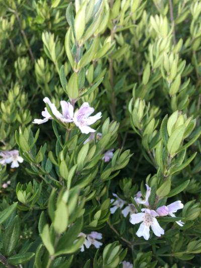 Westringia 'Naringa'