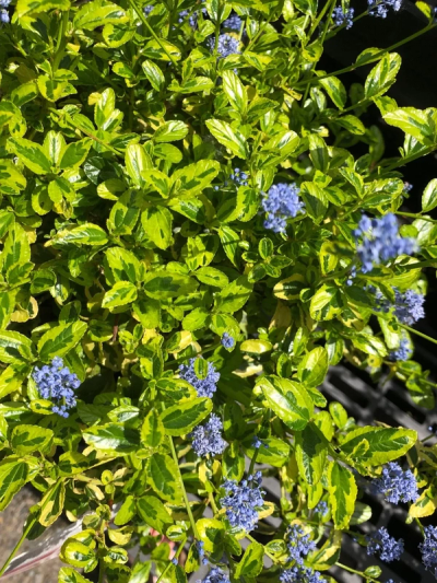 Ceanothus El Dorado 