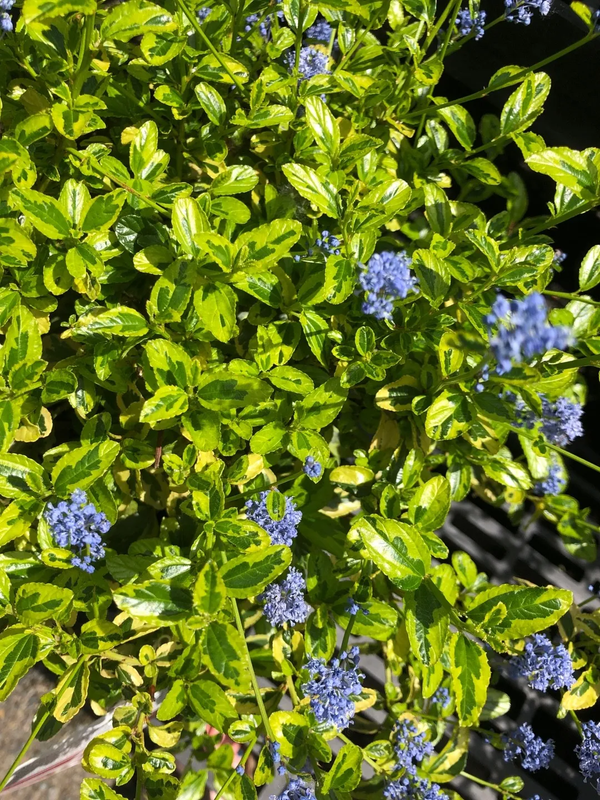 Ceanothus El Dorado 
