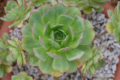 Aeonium haworthii