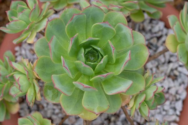 Aeonium haworthii