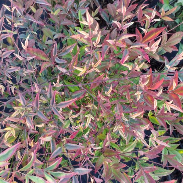 Nandina domestica