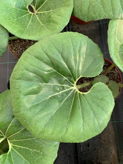 Farfugium japonicum var. giganteum