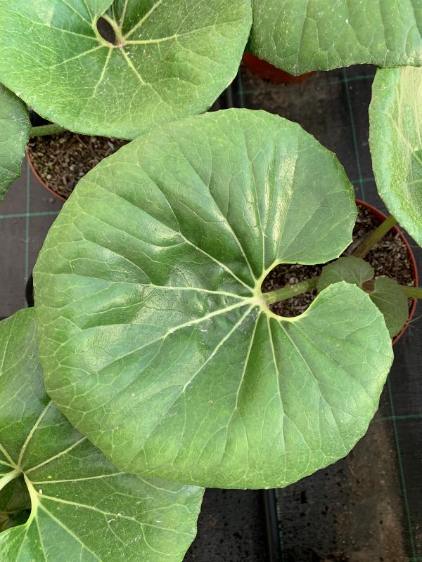 Farfugium japonicum var. giganteum