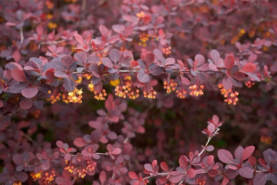 Berberis thunbergii f. atropurpurea