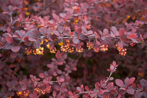 Berberis thunbergii f. atropurpurea