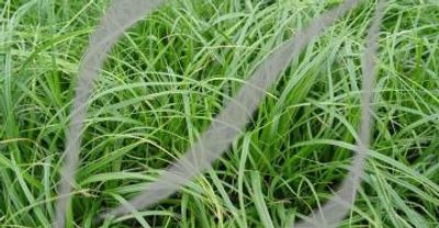 Carex oshimensis