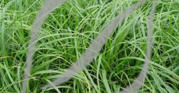 Carex oshimensis