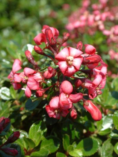 Escallonia 'Red Dream'