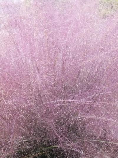 Muhlenbergia capillaris