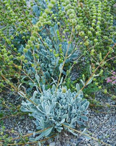 Sideritis cypria