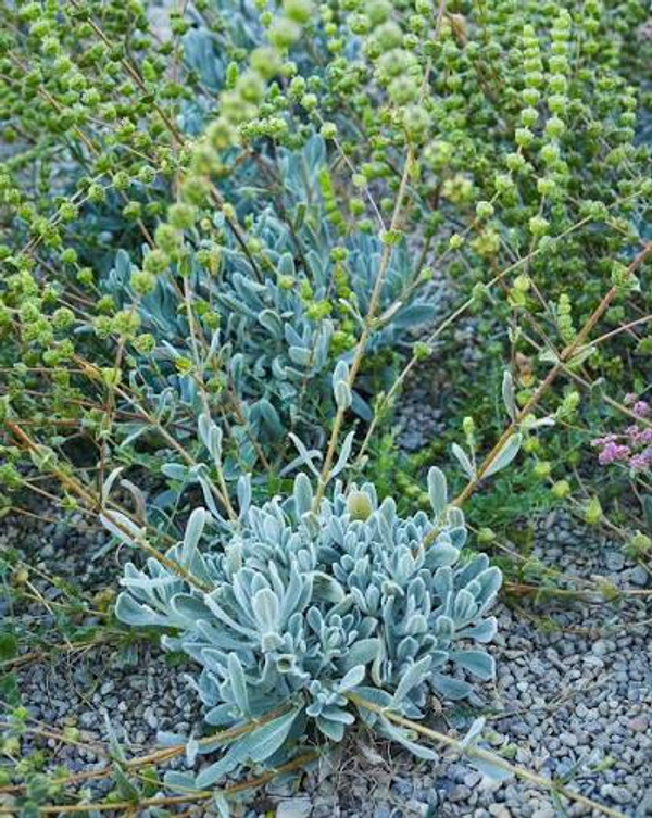 Sideritis cypria