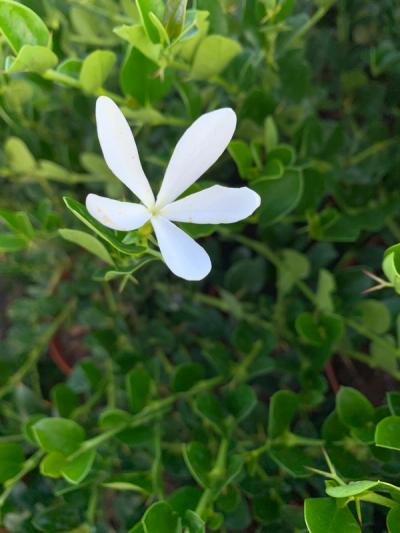Carissa grandiflora