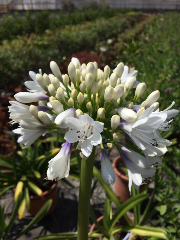Agapanthus 'Queen Mum'