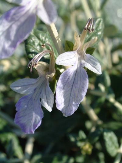 Teucrium fruticans