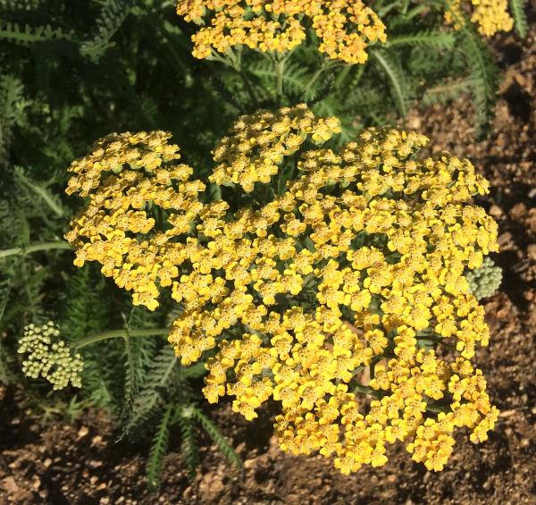 Achillea millefolium 'Terracota'