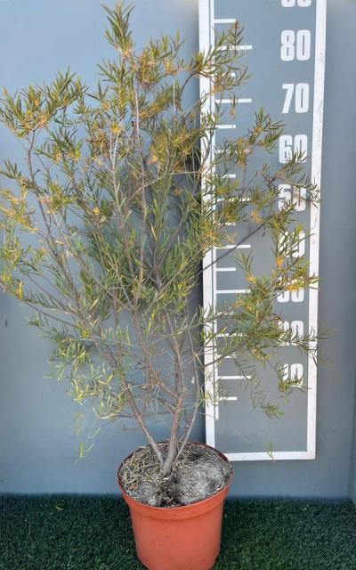 Melaleuca fulgens 'Purple'