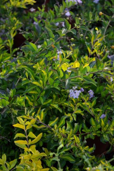 Duranta erecta 'Variegata'
