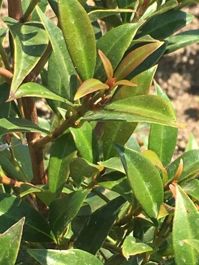 Syzygium paniculatum 'Teenie Genie'