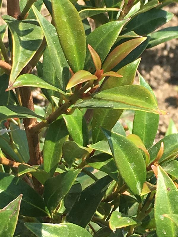 Syzygium paniculatum 'Teenie Genie'