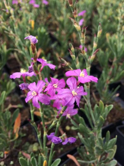 Limoniastrum monopetalum 'Carnaval'