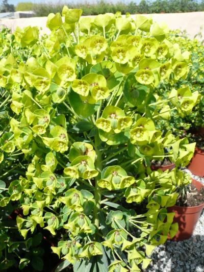 Euphorbia characias subsp. wulfenii