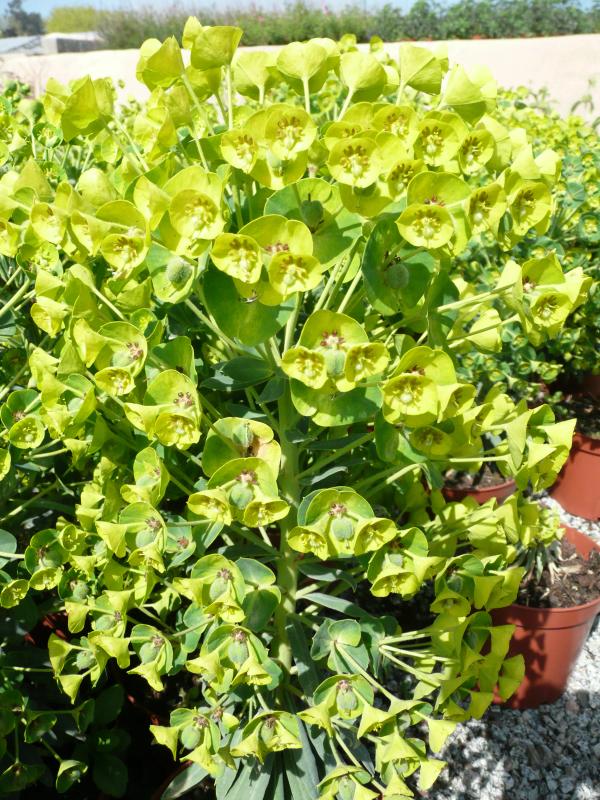 Euphorbia characias subsp. wulfenii