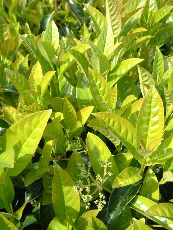 Viburnum odoratissimum