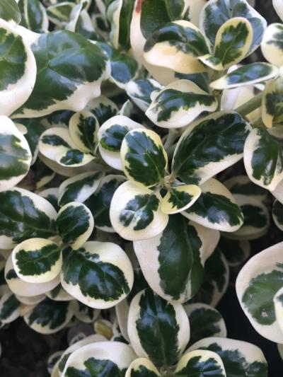 Coprosma repens 'Marble Queen'