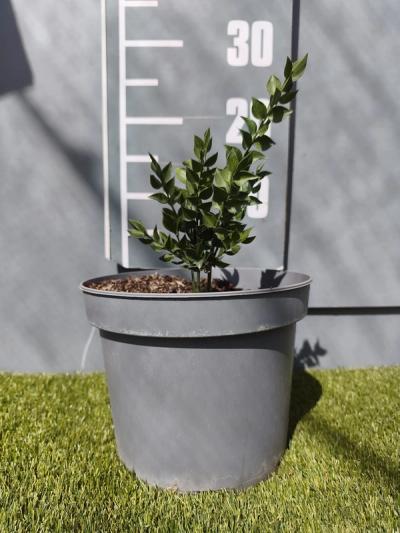Ruscus aculeatus