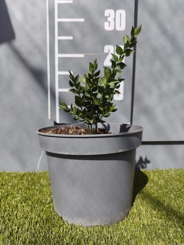 Ruscus aculeatus