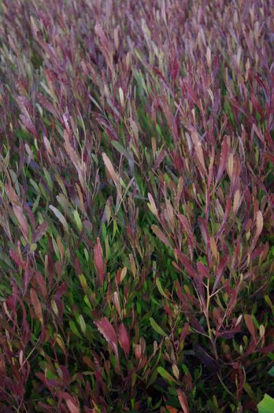 Dodonaea viscosa 'Purpurea'