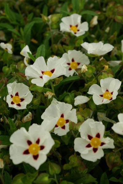 Cistus 'Gordon Cooper'
