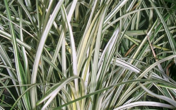 Ophiopogon japonicus 'Silver Mist'