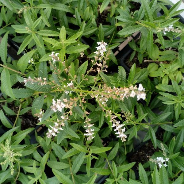 Aloysia citrodora