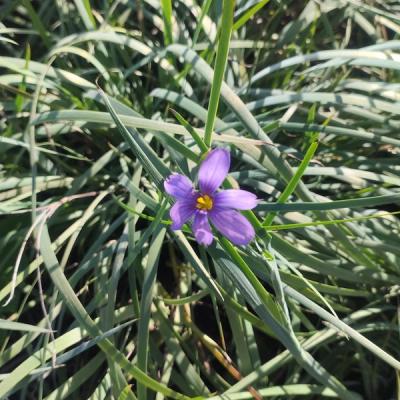 Sisyrinchium idahoense var. bellum