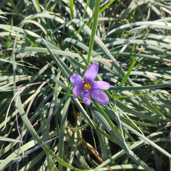 Sisyrinchium idahoense var. bellum