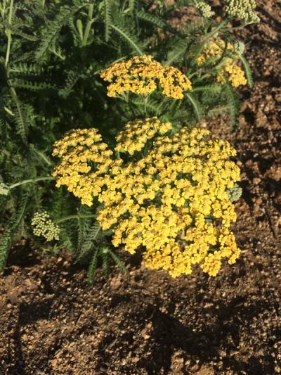Achillea 'Terracota'
