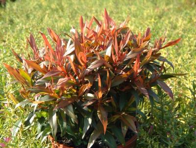 Agonis flexuosa 'Nana'